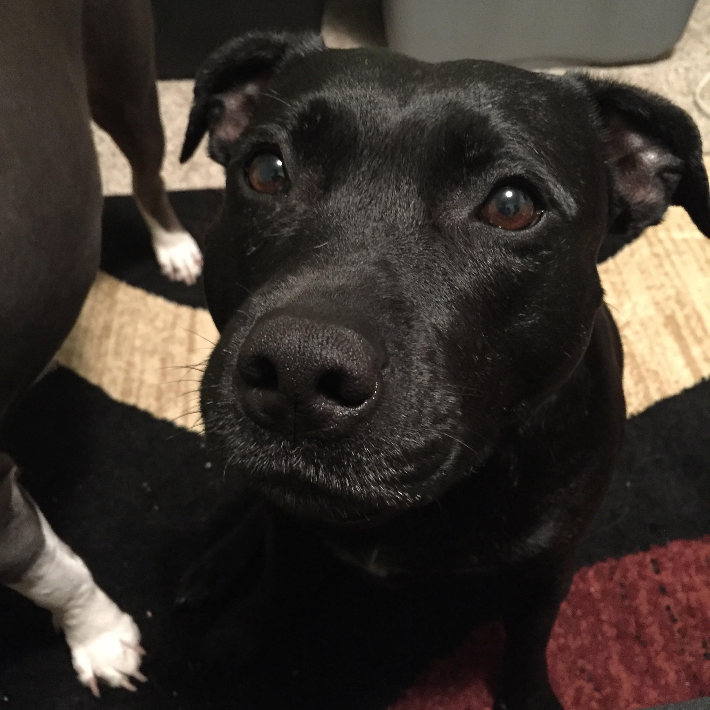 Tootsie
