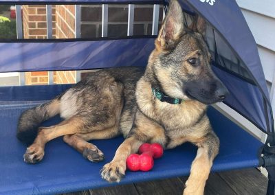 Meet Juno, a young GSD looking for a new home.